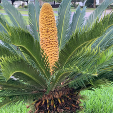 cycads and ferns