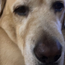 phoebe