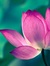 Sudha S