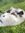 nim