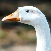 Василь Гупало