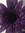 Violet-May Davey | 8 comments