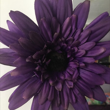 Violet-May Davey