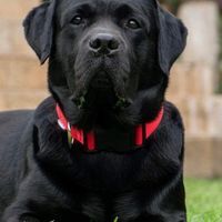 Микаела Димитрова