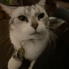 heidi