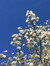 Maple S...