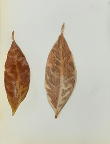 Muyina