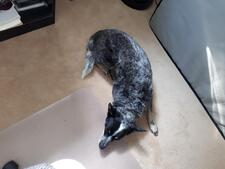 Jade Gibbons Roberge