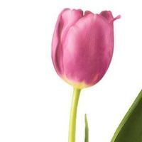 গোত্রহীন ফুল