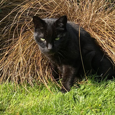 Tom