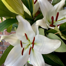 Lily