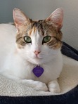 Lani