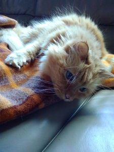 Nicholas