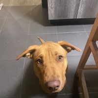 Carlos Reyes Vázquez