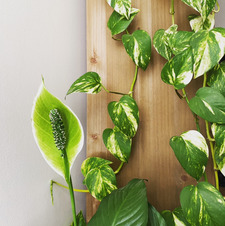 The Only Dark Phoenix 