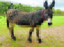 عەلیڕەزا Alirezah