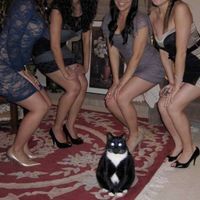 Bababooey Highroller