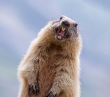 Pete