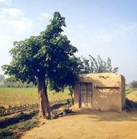 فقیر المصطفی