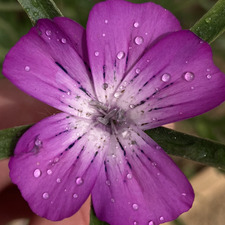 Xantrix