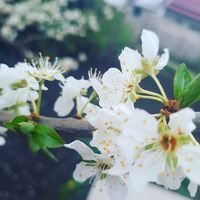 Богдан Біленко