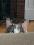 Molly