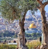 آلاء الماحي