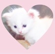noora 