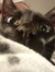 Cati