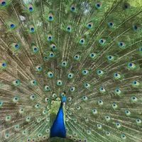 อิฏฐิวรรณ ภัทรโอฬาร