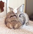 Ali