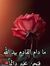 Inas Selim