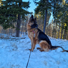 Зоя Пламенова