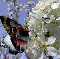 خالد أحمد المرعي