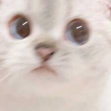 Noxzyne