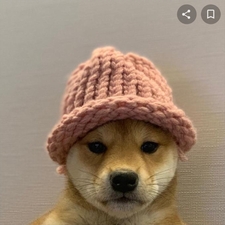 juju