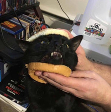 schrödinger’s cat