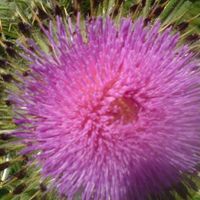 Иван Иванов