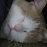 Renee Laborde-Jackson