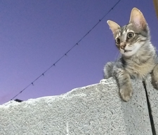 انور الخايبي