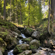 Yvi 
