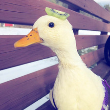 Lucy Goose