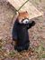 Redpanda_Lucas