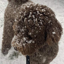 sophie ⋆˚꩜｡⋆