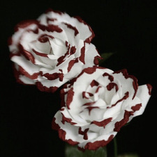 Eleanor Trott