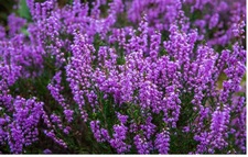 Heather