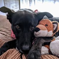 Christopher McAuliffe