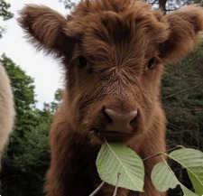 Triple A Oopsie Daisy 