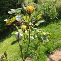 Вікторія Зінченко