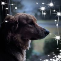 Paula Dulio Diffenderfer